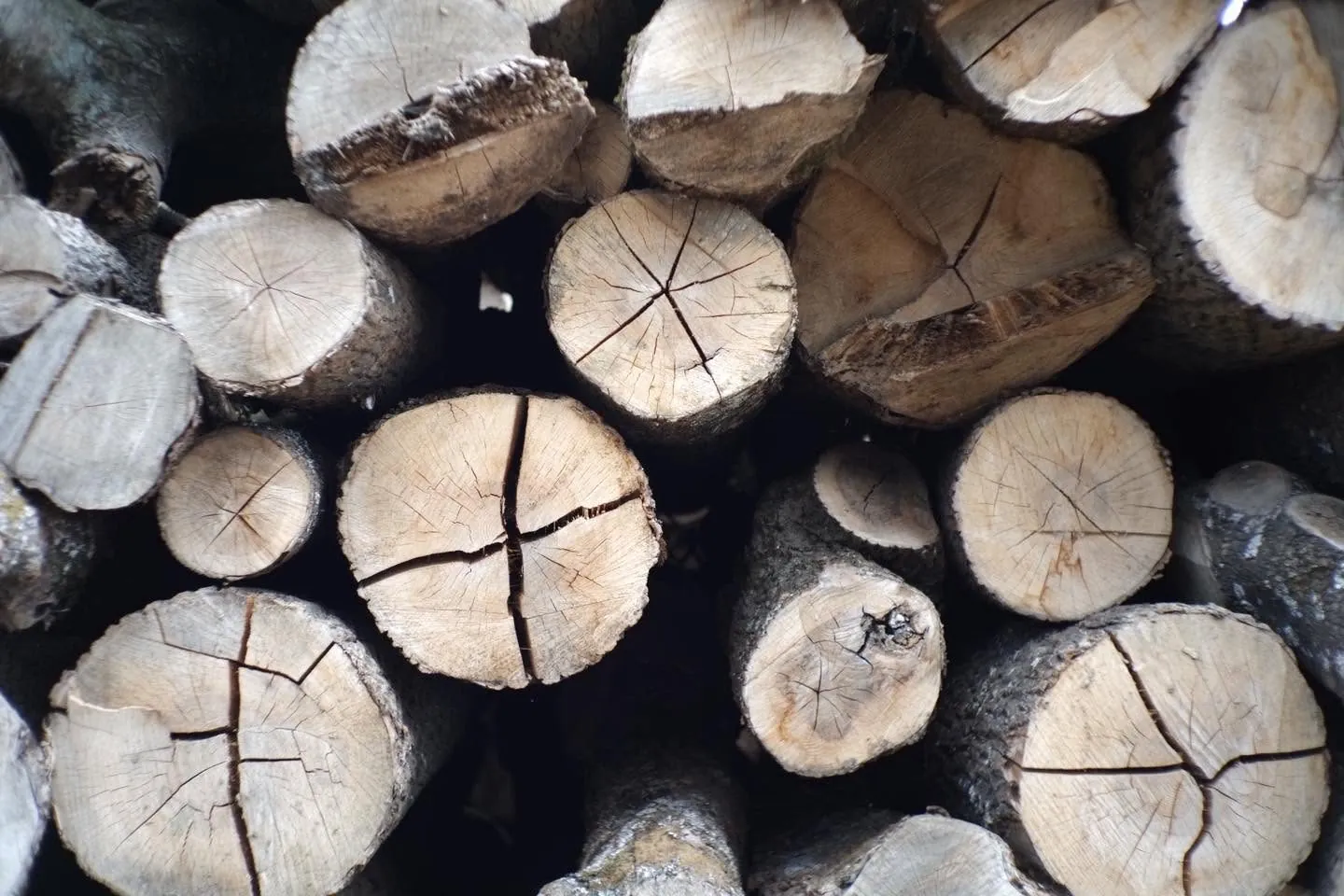 Close up of stacked log ends, showing the cracks in the cut wood.